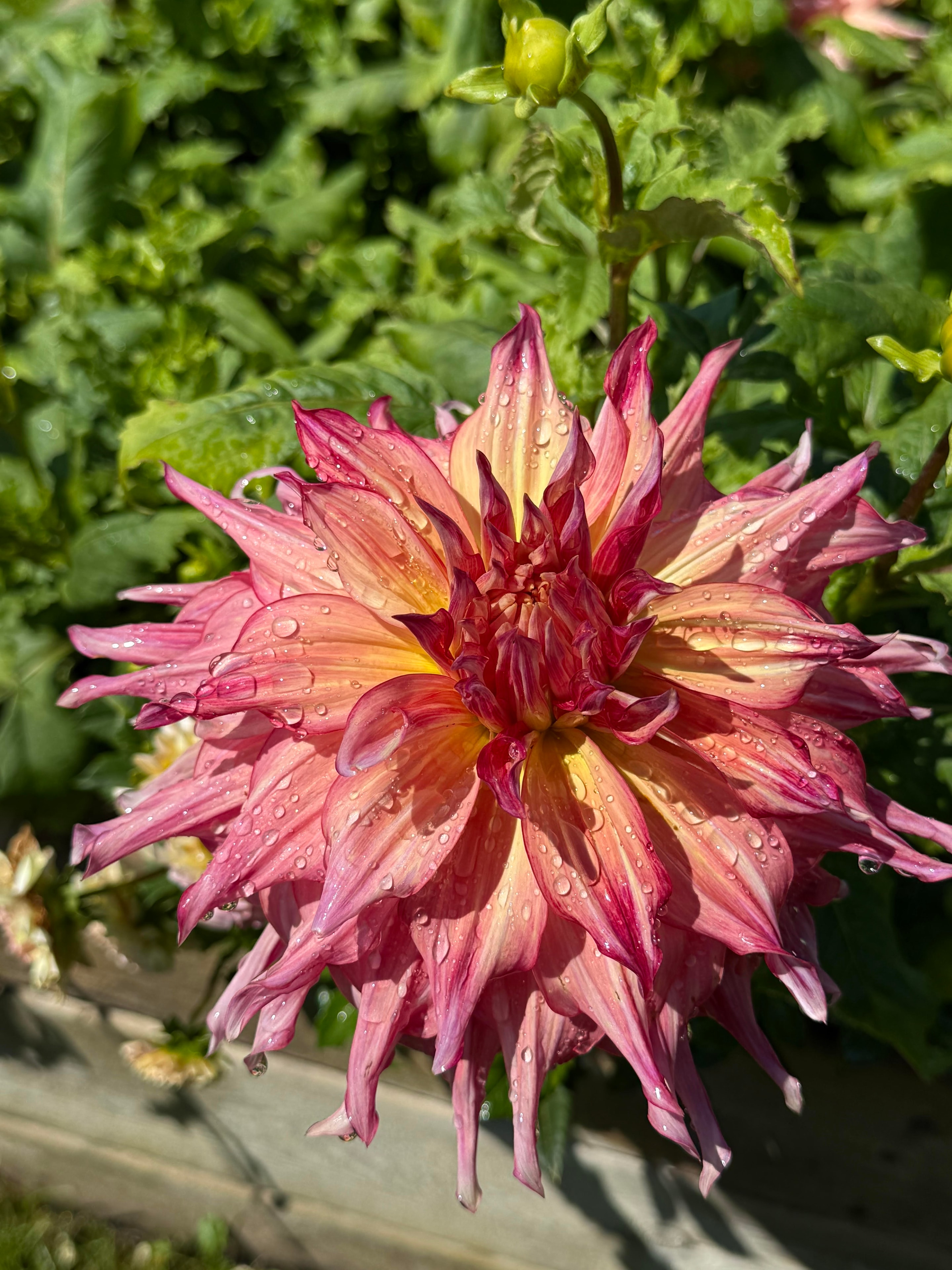 Flowers, Goats, Chickens... Oh My!